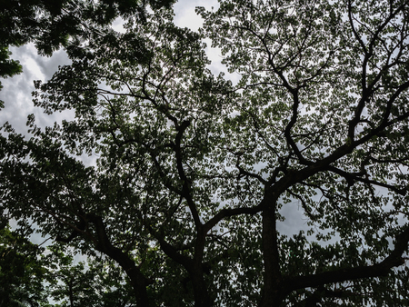 silhouette Tree in the rainy sky,nature conceptの写真素材