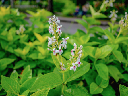 Beautiful white flower,nature concept