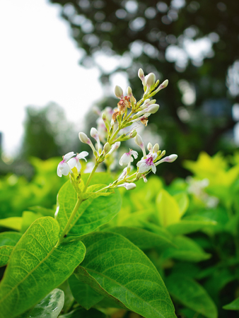 Beautiful white flower,nature conceptの写真素材