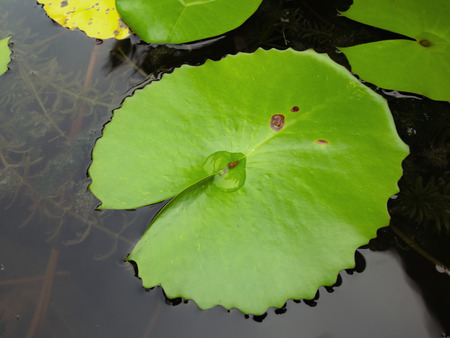 Beautiful green lotus leafs in the water pond.Oriental garden.Natural exotic backgroundの写真素材