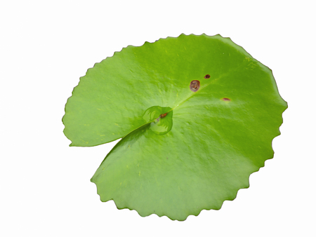Green lotus leaf on white backgroundの写真素材