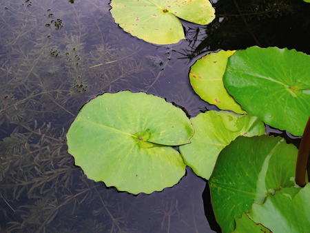 Beautiful green lotus leafs in the water pond.Oriental garden.Natural exotic backgroundの写真素材