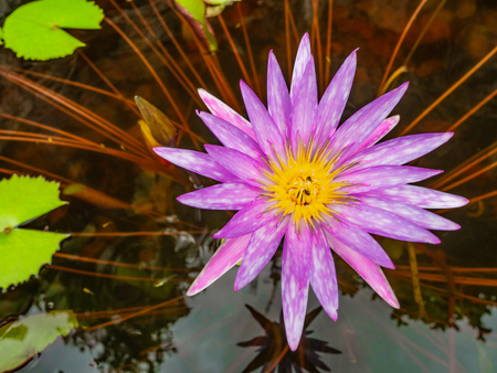 Beautiful lotus flowers with Green leaf in the water pond,rich colors of the deep blue water surface.の写真素材