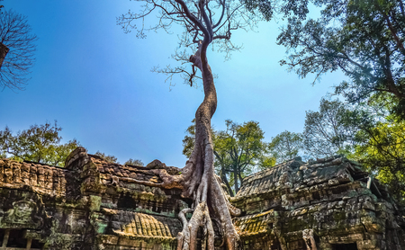 Giant Tree with blue sky in ta phom temple siem reap cambodia,wonder of the worldの写真素材