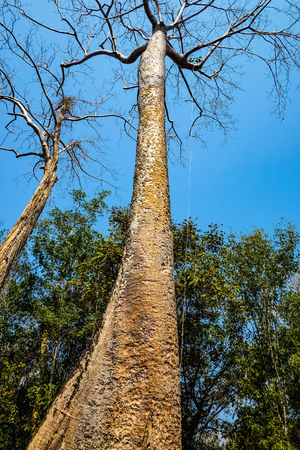 Giant Tree with blue sky in ta phom temple siem reap cambodia,wonder of the worldの写真素材