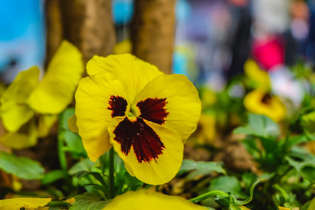 Close up beautfiul yellow Pansy flowers,beauty nature flowersの写真素材
