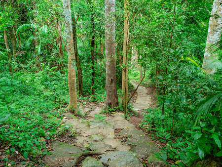 Forest walkway to the top of the Khao Luang mountain in Ramkhamhaeng National Park,Sukhothai province Thailandの写真素材