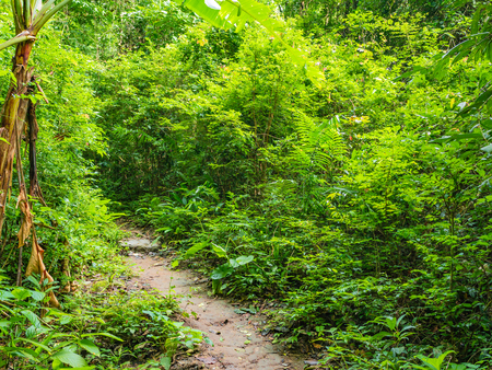 Forest walkway to the top of the Khao Luang mountain in Ramkhamhaeng National Park,Sukhothai province Thailandの写真素材