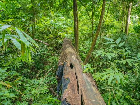 Giant tree lumber in the natural forestの写真素材