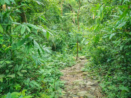 Forest walkway to the top of the Khao Luang mountain in Ramkhamhaeng National Park,Sukhothai province Thailandの写真素材