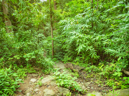 Forest walkway to the top of the Khao Luang mountain in Ramkhamhaeng National Park,Sukhothai province Thailandの写真素材