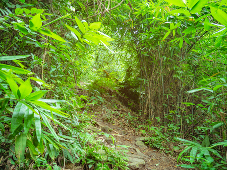 Forest walkway to the top of the Khao Luang mountain in Ramkhamhaeng National Park,Sukhothai province Thailandの写真素材