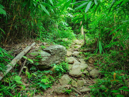 Forest walkway to the top of the Khao Luang mountain in Ramkhamhaeng National Park,Sukhothai province Thailandの写真素材
