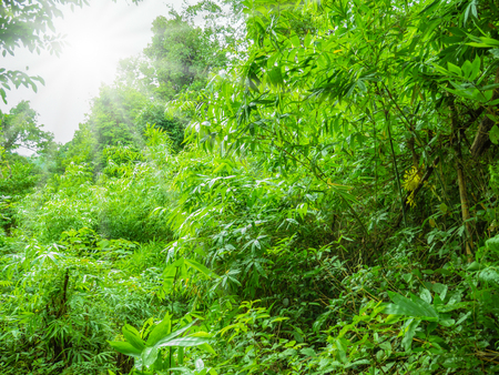 Beautiful Green nature in Ramkhamhaeng National Park,Sukhothai province Thailandの写真素材