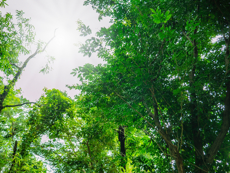 Beautiful Green nature in Ramkhamhaeng National Park,Sukhothai province Thailandの写真素材