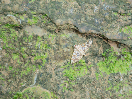Forest butterfly in on the stone in Khao Luang mountain in Ramkhamhaeng National Park,Sukhothai province Thailandの写真素材