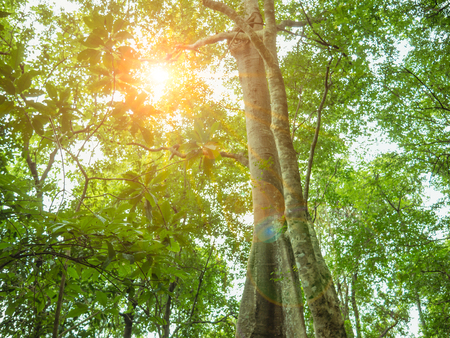 Look up to the Giant tree in the way to the top of Khao Luang mountain in Ramkhamhaeng National Park,Sukhothai province Thailandの写真素材