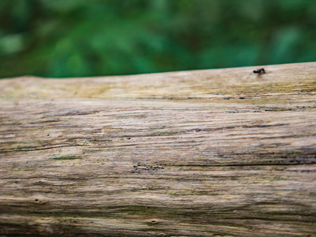 Close up Black ant on the Tree lumberの写真素材
