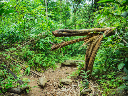 Forest walkway to the top of the Khao Luang mountain in Ramkhamhaeng National Park,Sukhothai province Thailandの写真素材