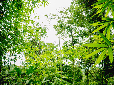 Beautiful Green nature in Ramkhamhaeng National Park,Sukhothai province Thailandの写真素材