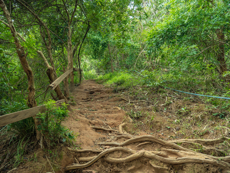 Forest walkway to the top of the Khao Luang mountain in Ramkhamhaeng National Park,Sukhothai province Thailandの写真素材