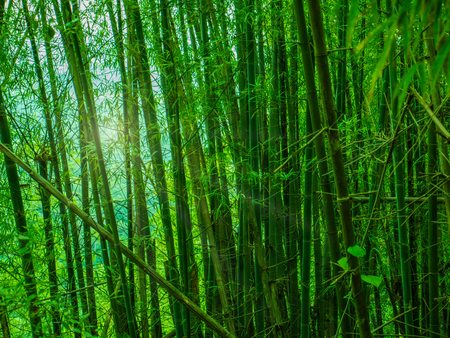 Bamboo forest in Khao Luang mountain Ramkhamhaeng National Park,Sukhothai province Thailandの写真素材