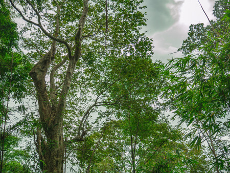 Look up to the Giant tree in the way to the top of Khao Luang mountain in Ramkhamhaeng National Park,Sukhothai province Thailandの写真素材