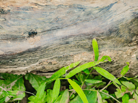 Close up Black ant on the Tree lumberの写真素材