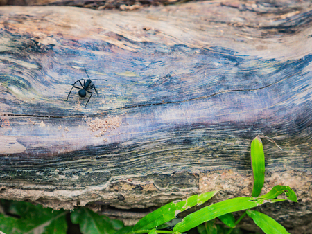 Close up Black ant on the Tree lumberの写真素材
