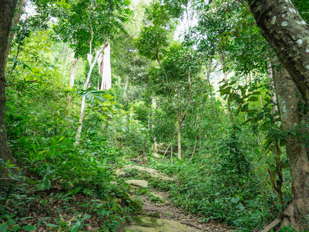 Forest walkway to the top of the Khao Luang mountain in Ramkhamhaeng National Park,Sukhothai province Thailandの写真素材