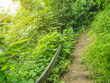 Forest walkway to the top of the Khao Luang mountain in Ramkhamhaeng National Park,Sukhothai province Thailandの写真素材