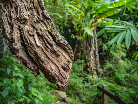 Close up Tree in the forestの写真素材
