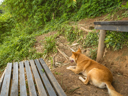 Cutie Dog guide Trekker to the top of Khao Luang mountain in Ramkhamhaeng National Park,Sukhothai province Thailandの写真素材