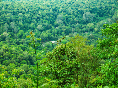 Beautiful View on the way to the top of Khao Luang mountain in Ramkhamhaeng National Park,Sukhothai province Thailandの写真素材
