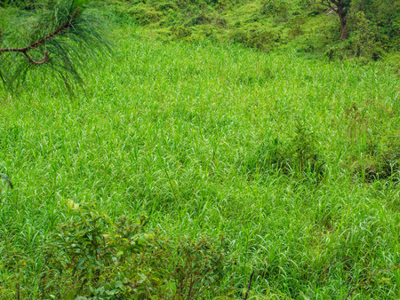 Beautiful Green nature in Ramkhamhaeng National Park,Sukhothai province Thailandの写真素材