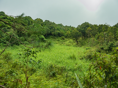 Beautiful Green nature in Ramkhamhaeng National Park,Sukhothai province Thailandの写真素材