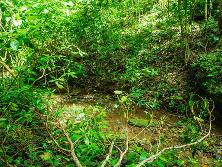 Small swamp in the mountain on Khao Luang mountain in Ramkhamhaeng National Park,Sukhothai province Thailandの写真素材