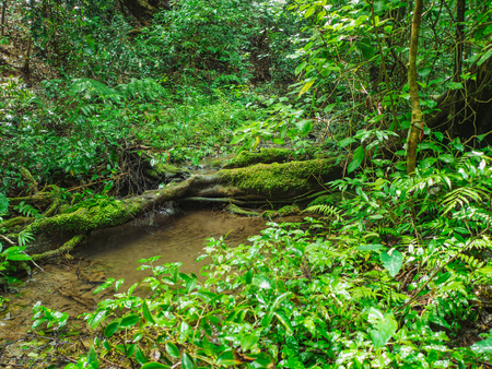Small swamp in the mountain on Khao Luang mountain in Ramkhamhaeng National Park,Sukhothai province Thailandの写真素材