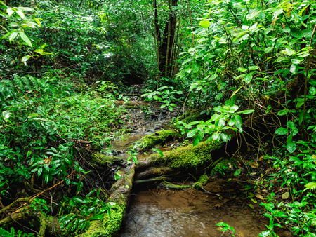 Small swamp in the mountain on Khao Luang mountain in Ramkhamhaeng National Park,Sukhothai province Thailandの写真素材
