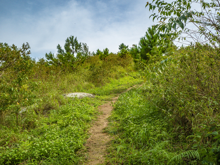 Walkway on Khao Luang mountain in Ramkhamhaeng National Park,Sukhothai province Thailandの写真素材