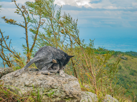 Dog on the rocky with Foggy  on Khao Luang mountain in Ramkhamhaeng National Park,Sukhothai province Thailandの写真素材