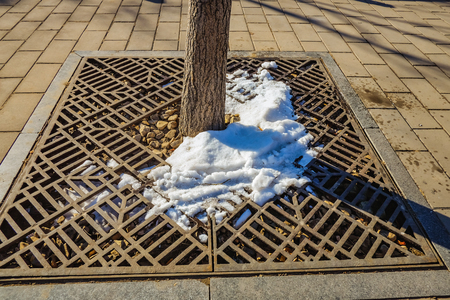 Snow melts from a tree when Spring have coming in the beijing city Chinaの写真素材