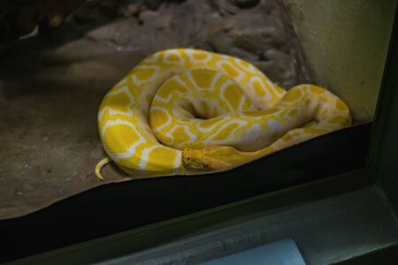Yellow Burmese Python Snake on the Floor in the mirror Cage at Thailand Snake Farm Bangkok Thailandの写真素材