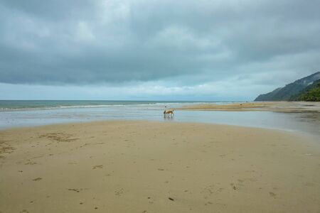 Dog Walking on Beautiful Tropical Beach at Koh chang island in the morning and rainy Day Trat Thailandの写真素材