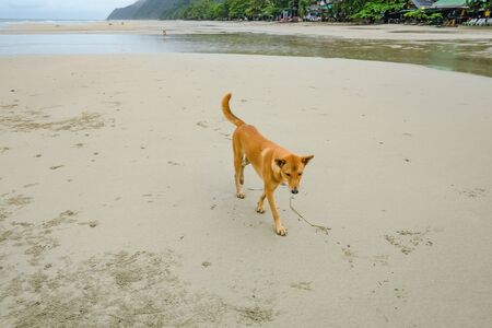 Dog Walking on Beautiful Tropical Beach at Koh chang island in the morning and rainy Day Trat Thailandの写真素材