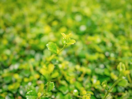 Close up Top of Green Leaf,Green nature Texture Wallpaper backgroundの写真素材