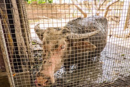 Close up Albino Buffalo look happy Playing mud behind the metal cageの写真素材