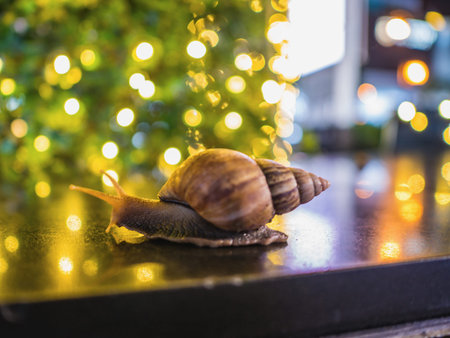 Close up  Snail with Bokeh of christmas light and reflection of bokeh light on the Floor