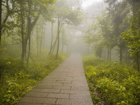 Fog cover all of tianzi mountain in Zhangjiajie National Forest Park in Wulingyuan District Zhangjiajie City China in the Foggy day.の写真素材