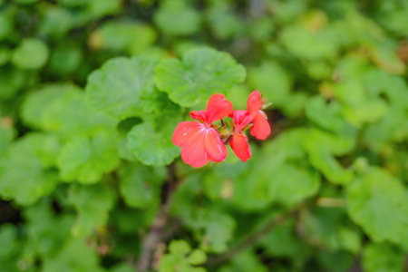 Close up Red impatiens Flowers,Nature texture wallpaper